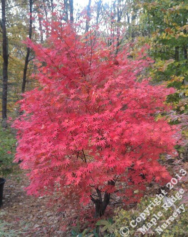 Acer palmatum 'Tsukubane' - mapleridgenursery